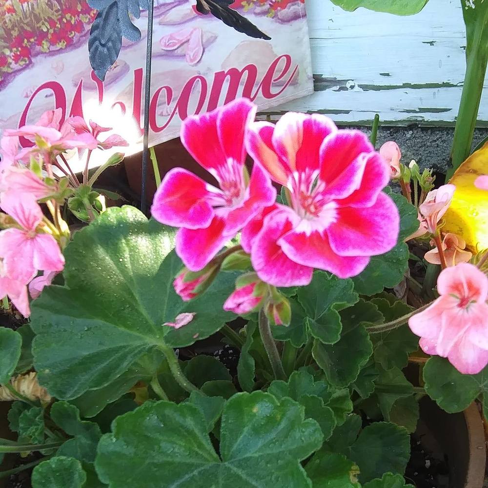 Meet your Posher, April